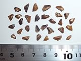 【モミの木の種】チョウセンシラベ＜朝鮮白檜＞ ［ドイツ産］ 種子30粒 Korean fir Germany 30 seeds