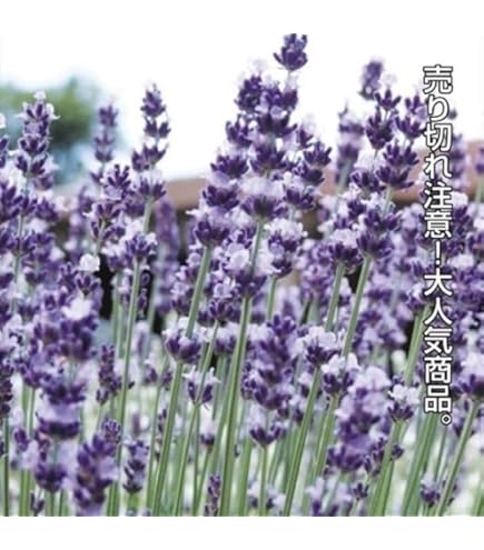 Amazon | サカタのタネ 実咲ハーブ8086 ラベンダー ハーブ 00928086