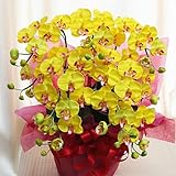 胡蝶蘭鉢植え 光触媒 【造花】 ミディ５本立て 黄色 【ＣＴ触媒加工】 枯れない胡蝶蘭