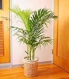 アレカヤシ 7号鉢 ナチュラルバスケット 観葉植物 インテリア グリーン