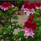 10個/袋庭の花の鉢植えプランターのための実ゼラニウムの種子、多年生の花の種の盆栽、は、ping