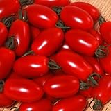 【メール便配送】国華園　野菜たね　トマト　F1アイコ　1袋(10粒)【※発送が国華園からの場合のみ正規品です】