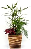 木製４寸サンデリアーナ白寄せ植え