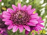 分枝促進・切り戻し処理済み！ ダブル咲で豪華、しかもちょっと変わった花色も特徴の新しいオステオスペルマム ダブルファンシリーズ 【パープル】 １株9cmポット苗