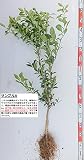 【柑橘苗木】 木頭ゆず 素掘り苗 接木苗 ２年生【ガーデンストーリーの果樹苗木】