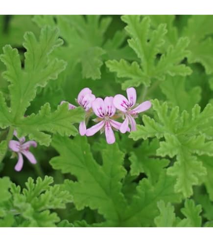 香香 様 ゼラニウム苗 多品種 香香 様 ゼラニウム苗 多品種 香香