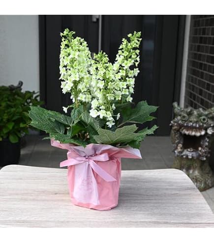 Amazon.co.jp: アジサイ 超美しい 品種 種 桜のころ希少紫陽花6号鉢 大