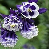 50seeds /袋混合オダマキ（ケルン）の種子、長い開花シーズン、美しい、家族の園芸植物、送料無料