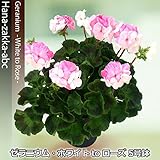 NEW 【レアな新品種！】 移り色 ゼラニウム ホワイトトゥローズ （ゼラニューム） 5号苗 【花苗】