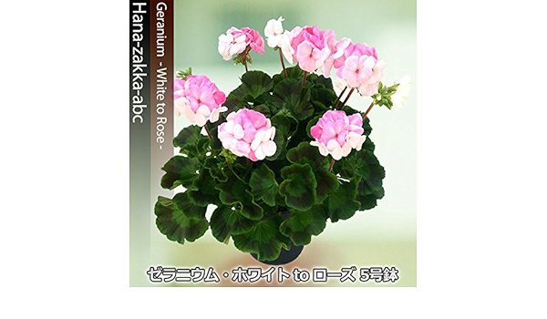 Amazon New レアな新品種 移り色 ゼラニウム ホワイトトゥローズ ゼラニューム 5号苗 花苗 花