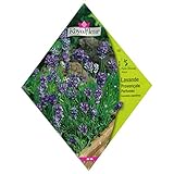 [ハーブ・花のタネ][フランス花の種]ラベンダー オブ プロヴァンス 1袋 ノーブランド品