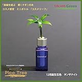 【ミニチュア観葉植物】「ピコツリー　ナギの木」コスメ感覚ミニボトル「コスメリーフ　12月誕生石色　タンザナイト」付き　【土なし　清潔　水やり簡単　セラハイト】　　「NHK大河ドラマ　女城主　直虎」で「