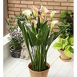 【ノーブランド品】たくさん花が咲くカラー：ファイヤーサイド1球入り　[1球で10輪前後の花を咲かせる特大球根]