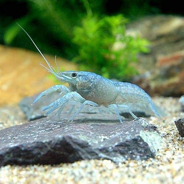 ザリガニ 青ザリガニ sサイズ 1匹 北海道 九州航空便要保温 Charm チャーム 観賞魚 水中生物 通販 Amazon ザリガニ 青ザリガニ sサイズ 1匹 北海道 九州航空便要保温 Charm チャーム 観賞魚 水中生物 通販 Amazon