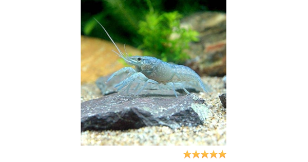 Amazon ザリガニ 青ザリガニ ｓサイズ １匹 北海道航空便要保温 Charm チャーム 観賞魚 水中生物 通販