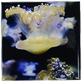 CT _ 88459 Danita Delimont – Jelly Fish – Jelly Fish、モントレーベイ水族館、カリフォルニア – us05 jgs0138 – Jim Goldste