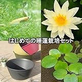 (ビオトープ/睡蓮)はじめての睡蓮栽培セット サンライズ+ライズ(セサミグレー)+ヒメダカ+浮き草他 説明書付 本州・四国限定[生体]