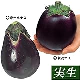 国華園　実生野菜苗　泉州・京都伝統ナスセット　2種8株(各4株)【※発送が国華園からの場合のみ正規品です】