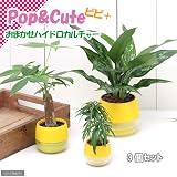 (観葉)おまかせハイドロ苗とイエロービビセット S・M・L(3個セット) 本州・四国限定[生体]