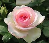 つるバラ 苗木 ピエール ドゥ ロンサール 返り咲き 3.5号ロングポット植え ツル薔薇