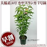 母の日 花ギフト 大輪のユリ カサブランカ 7号鉢 白 受注後随時発送 緊急値下