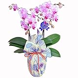 ミディ胡蝶蘭 2本立ち 4号陶器鉢 ブランド風呂敷ラッピング　青嵐　綿小風呂敷　花更紗