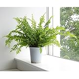 ネフロレピス・ツデー4号鉢植え[ツデージュニア・シダの仲間の観葉植物] ノーブランド品