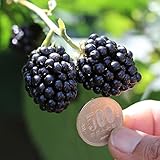 木いちご（キイチゴ）：トゲなしジャンボブラックベリー　あみ3.5号ポット[500円玉大の大実！苗木] ノーブランド品