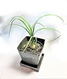 ノリナ　トックリラン　ポニーテール　ミニ　常緑　観葉植物　グリーン　緑