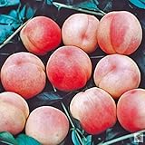 桃(モモ)苗木 照手水密