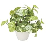造花 観葉植物 「マーブルポトス H25cm」 光触媒(空気清浄) インテリアグリーン ポットタイプ