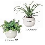 お買い得2個パック　【かわいいまあるい光触媒インテリアグリーン】　ファンシェイプ&エアプランツ2個セット