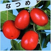 み❤️ 希少　花付き！特大カカオ苗木　チョコレートの木 Amazon.co.jp: 希少 カカオ苗木 チョコレートの木 : DIY・工具・ガーデン