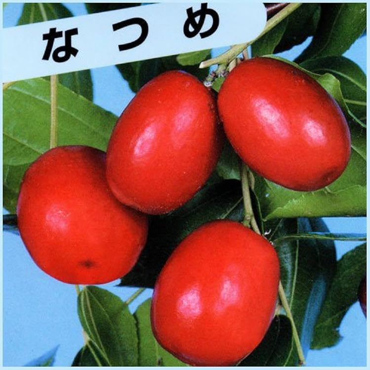 ベスト ナツメ・なつめ苗木・棗9月実・収穫木・果樹・ 完全無農薬土壌