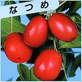 ナツメ苗木