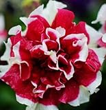 ホット販売20異なるハンギングペチュニアの種ブレンドカラーの花の種子植物の種子ガーデンペチュニア100個