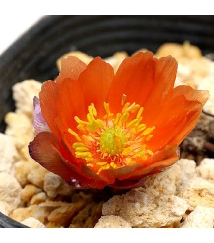 Amazon.co.jp: 福寿草(フクジュソウ) 3号ポット福寿草3芽プラ鉢 : DIY