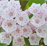 鉢花:カルミア*アメリカシャクナゲ ホワイト系 お花終わりました。
