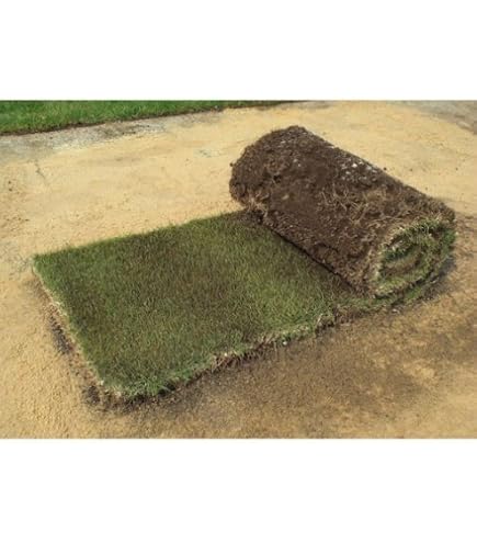 Amazon.co.jp: センチピードグラス種子 1kg（500g×2袋）芝の種 : DIY