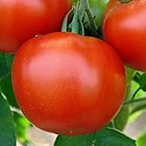 赤いトマトValyutnyy?≫通貨は、有機栽培されたウクライナの家宝NON-GMO