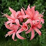 【2017年今秋～　開花見込み球】【ダイヤモンドリリー】ネリネ「サーモン・スプリーム」