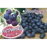 ブルーベリー苗木　アイバンホー＜ハイブッシュ系＞