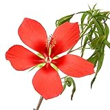 (観葉) モミジアオイ(紅葉葵) 3号(1ポット) 本州・四国限定[生体]