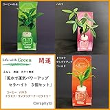土なし　清潔　水やり簡単　風水で運気パワーアップ　コーヒーの木、パキラ、ドラセナ・サンデリアーナ・ゴールド　３個セット