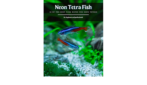 neon tetra fish