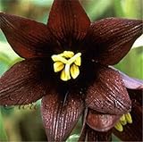 100 pcs / bag 24 colors lily seeds, cheap perfume lilies seeds, rare color flower Garden Plant - Mix