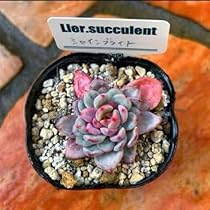 51x3FHK8v7L._AC_UL210_SR210,