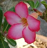 40 Fresh seedsアデニウム アラビカム オベスム 砂漠のバラ種子(40粒)塊根植物種子Adenium obesum Desert Roses seeds no296-Sweet-pink