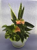 ≪陶器鉢≫ ピュアタイム サンスベリア 寄せ植え (全高470)