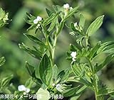 山野草:日本ムラサキ(紫根) 9cmポット苗10ポットセット